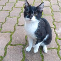 Gattine in regallo