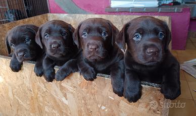 Cuccioli di labrador