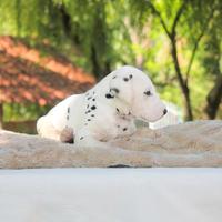 Cucciolo di Dalmata