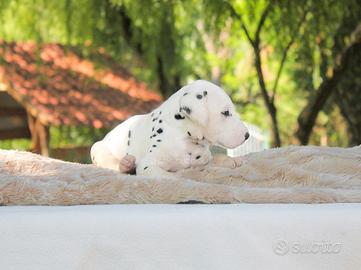 Cucciolo di Dalmata