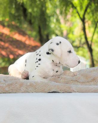 Cucciolo di Dalmata