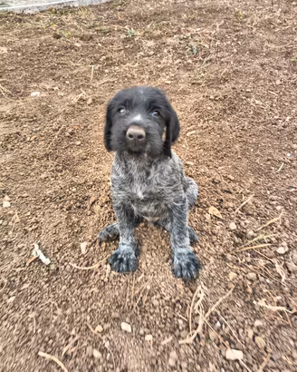 CUCCIOLI DI DRAHTHAAR MASCHI E FEMMINE