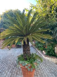 Due Cycas in vaso