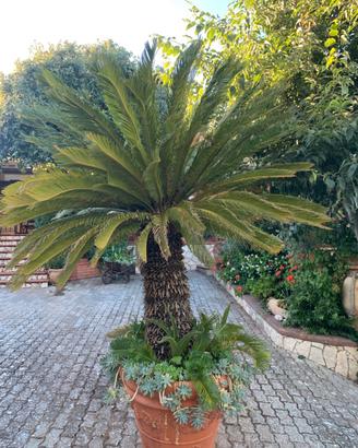 Due Cycas in vaso