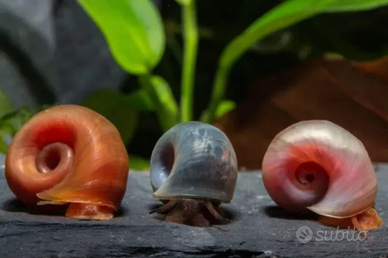 Lumache acqua dolce