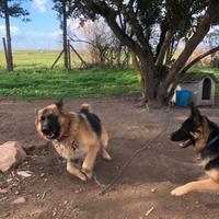 Cuccioli pastore tedesco pelo nero focato