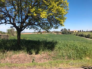 Terreno agricolo Massimina-Casal Lumbroso