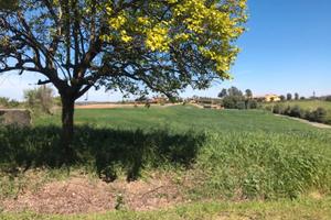 Terreno agricolo Massimina-Casal Lumbroso