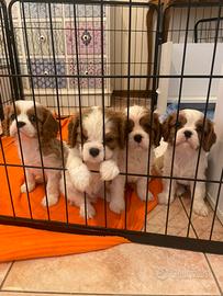 Cavalier King Blenheim