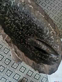 Vaso in pietra con Orthoceras e Gonatites