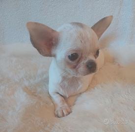 cuccili chihuahua