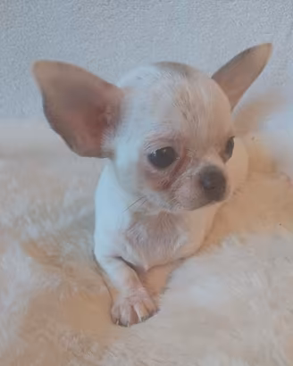 cuccili chihuahua