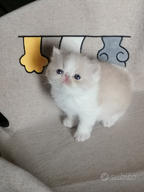 Gattini exotic shorthair con Pedigre - disponibil