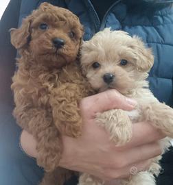 Barboncino Maltese