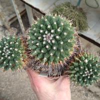 Mammillaria seitziana Vaso 11 cm Old Plant Cactus 