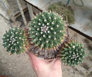 Mammillaria seitziana Vaso 11 cm Old Plant Cactus 