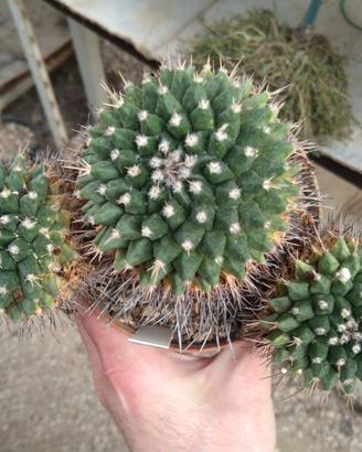 Mammillaria seitziana Vaso 11 cm Old Plant Cactus 