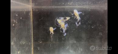 Guppy show