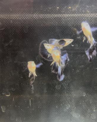 Guppy show