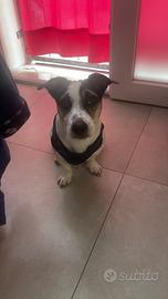 Jack Russell terrier