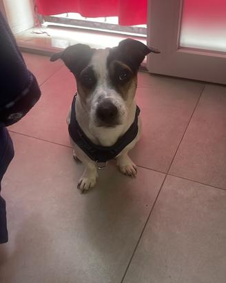 Jack Russell terrier