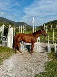 Quarter horse