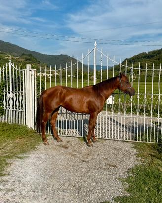 Quarter horse