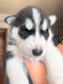 Siberian Husky Puro