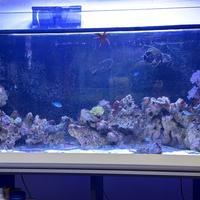 Rocce e coralli molli acquario marino