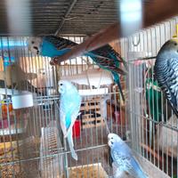 Pappagallini ondulati di colore - Cocorite