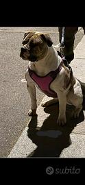 Bulldog Americano femmina educata e affettuosa