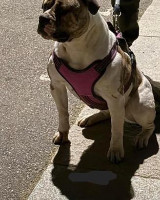 Bulldog Americano femmina educata e affettuosa