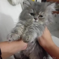 Gatto persiano con pedigree