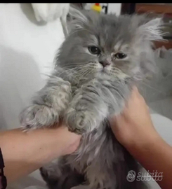 Gatto persiano con pedigree