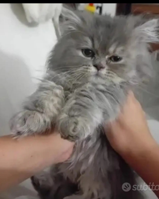 Gatto persiano con pedigree
