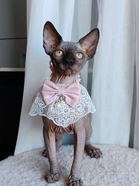 gattina sphynx chocolate