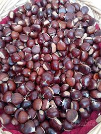 Castagne