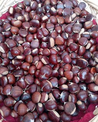 Castagne