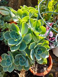 echeveria 