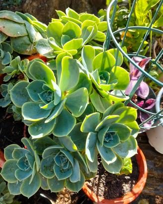 echeveria 