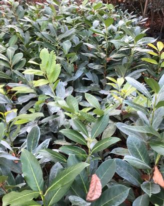 Siepe Lauroceraso