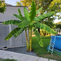 Pianta di Banano in vaso