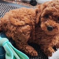 Cuccioli di barboncini toy maschi e femmine