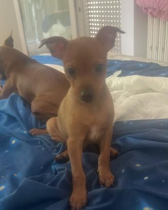 Cucciolo di Pinscher Nano Maschio