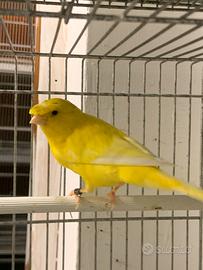 Canarino Ciuffato Tedesco