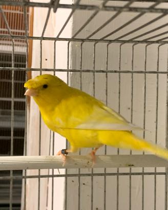 Canarino Ciuffato Tedesco