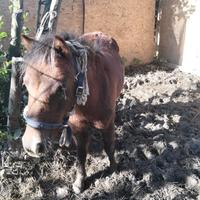 pony maschio