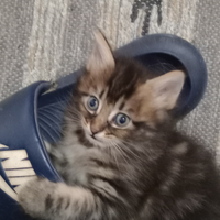 Norvegese delle foreste