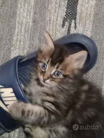 Norvegese delle foreste