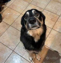 Urgentemente incrocio Husky Labrador